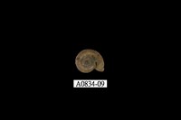 藏品(斯文豪氏小山蝸牛)的圖片